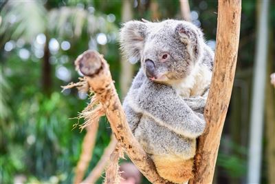 Koalas im Featherdale Wildlife Park